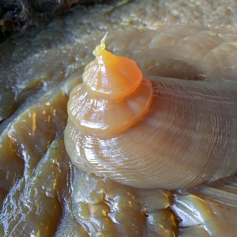 什么叫通用的山东润滑脂？